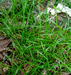 Carex breviculmis