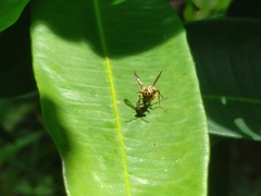 Ropalidia flavobrunnea