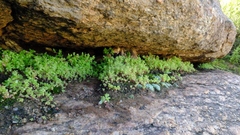 Crassula strigosa
