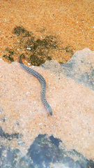 Gymnothorax favagineus