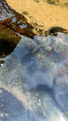 Gymnothorax favagineus