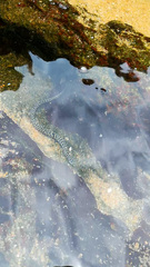 Gymnothorax favagineus