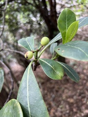 Psychotria mariniana