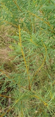 Acacia decora