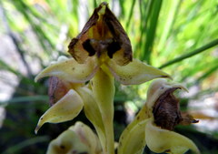 Pterygodium acutifolium