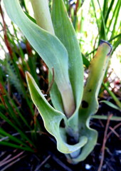 Pterygodium acutifolium
