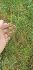 Acacia decora
