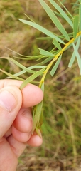 Acacia decora