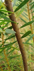 Acacia decora
