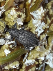 Inophloeus inuus