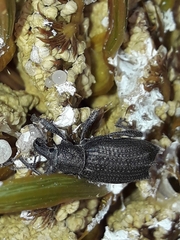 Inophloeus inuus