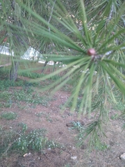 Pinus