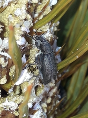 Inophloeus inuus