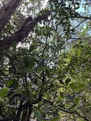 Psychotria mariniana