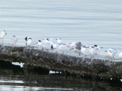 Thalasseus sandvicensis