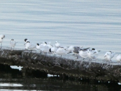 Thalasseus sandvicensis