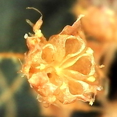 Crassula strigosa