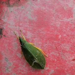 Onomarchus uninotatus