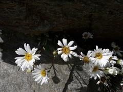 Celmisia angustifolia