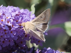 Helicoverpa punctigera