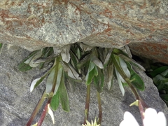 Celmisia angustifolia