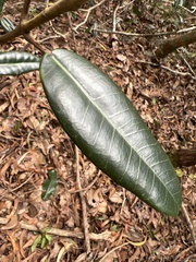 Melicope peduncularis