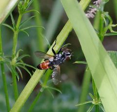 Cylindromyia intermedia