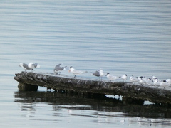 Thalasseus sandvicensis