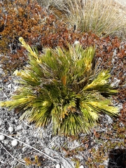 Aciphylla montana