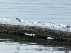 Thalasseus sandvicensis