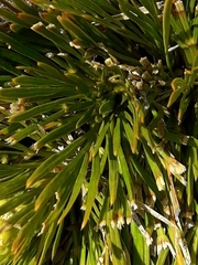 Aciphylla montana