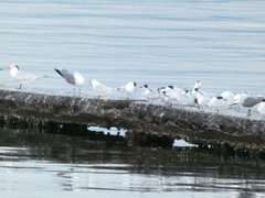 Thalasseus sandvicensis