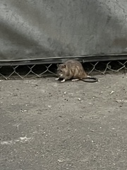Rattus norvegicus