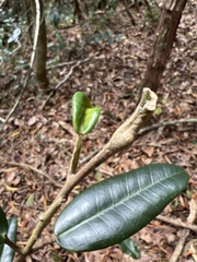 Melicope peduncularis