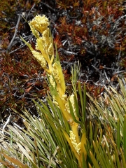 Aciphylla montana