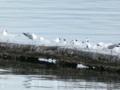 Thalasseus sandvicensis