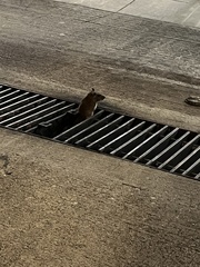 Rattus norvegicus