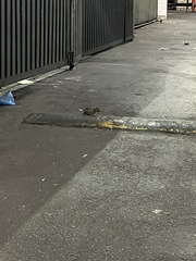 Rattus norvegicus