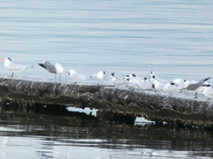 Thalasseus sandvicensis