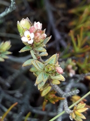 Pimelea oreophila