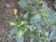 Mercurialis annua