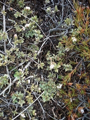 Pimelea oreophila