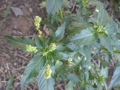 Mercurialis annua
