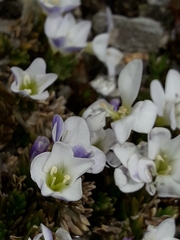 Veronica densifolia