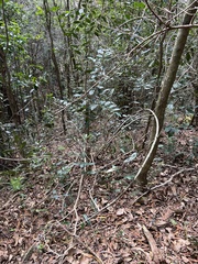 Melicope peduncularis