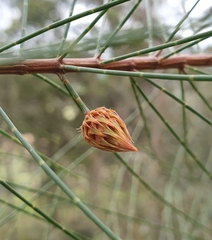 Cylindrococcus spiniferus