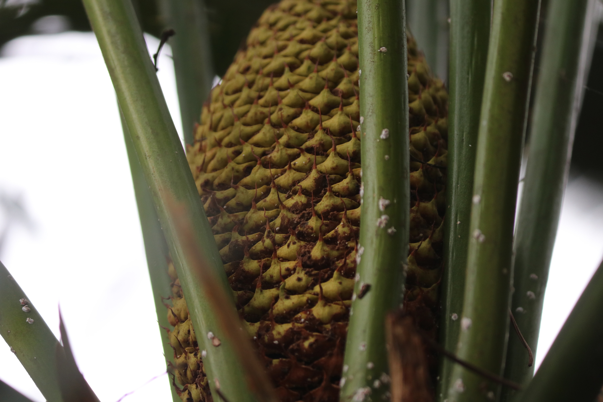 Cycas javana