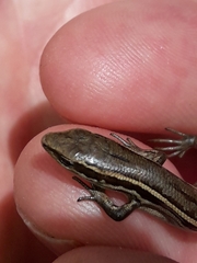 Oligosoma