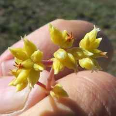 Crassula subaphylla