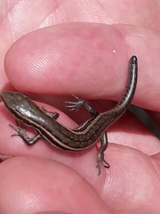 Oligosoma